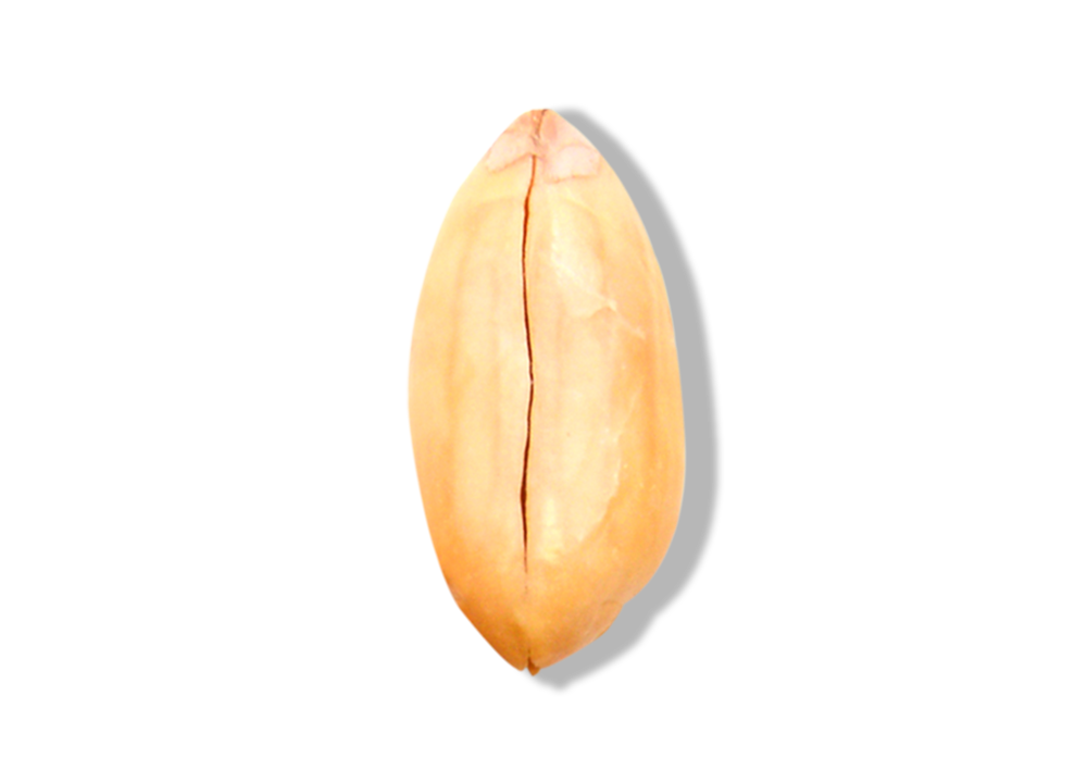 Roasted Peanut