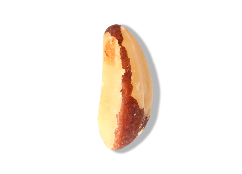 Brazil Nut